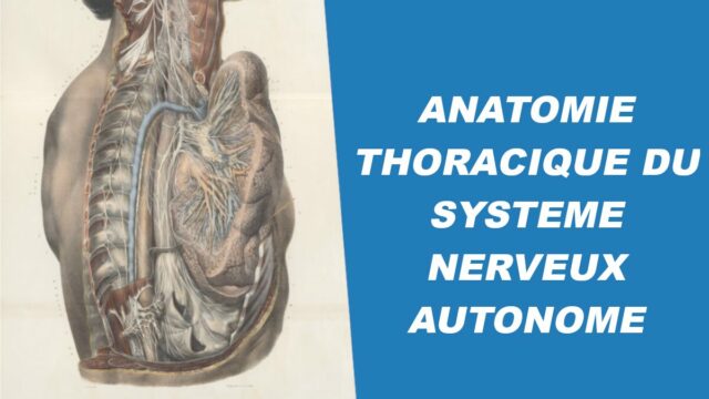 Titre et image du système nerveux autonome thoracique