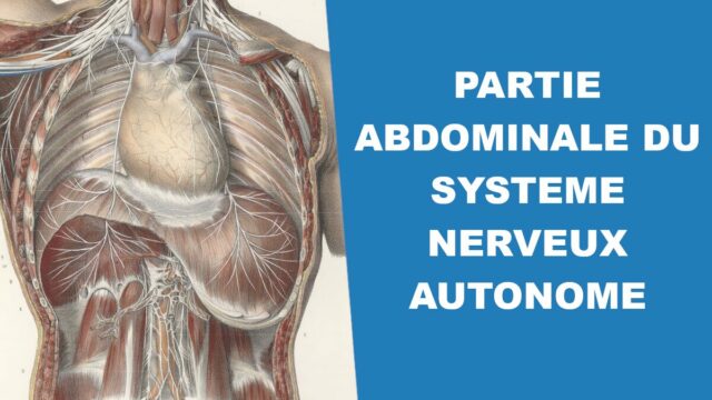 Titre et image du système nerveux autonome abdominal